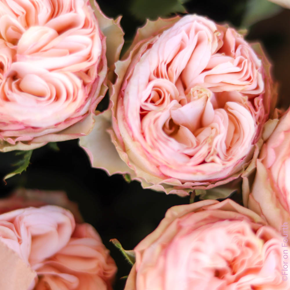 Roses at Flor on Fourth